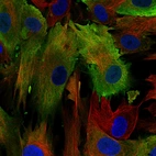 Immunofluorescence staining of BJ cells using the anti-S100A4 monoclonal antibody, showing specific staining in the plasma membrane in green. Microtubule- and nuclear probes are visualized in red and blue, respectively (where available).