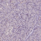 Immunohistochemical staining of human pancreas shows low expression as expected.