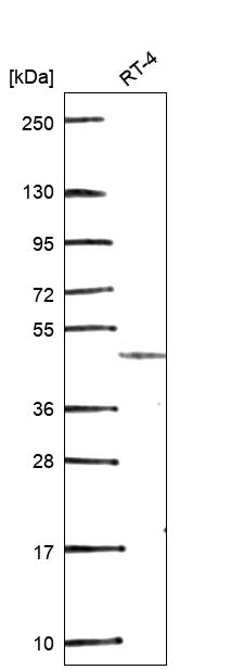Anti-GDF7 Antibody