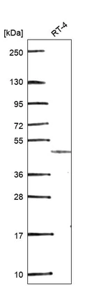 Anti-GDF7 Antibody