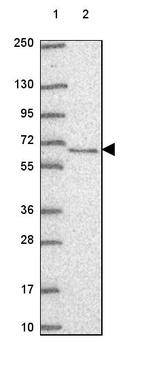 Lane 1: Marker [kDa] 250, 130, 95, 72, 55, 36, 28, 17, 10_br/_Lane 2: Human cell line RT-4
