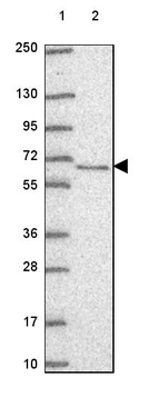 Lane 1: Marker [kDa] 250, 130, 95, 72, 55, 36, 28, 17, 10_br/_Lane 2: Human cell line RT-4