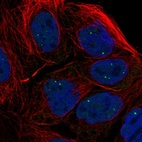 Immunofluorescent staining of human cell line CACO-2 shows localization to nuclear bodies.