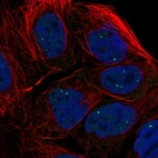 Immunofluorescent staining of human cell line CACO-2 shows localization to nuclear bodies.