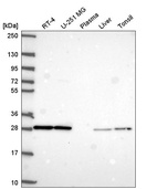 Anti-F3 Antibody