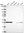 Anti-F3 Antibody