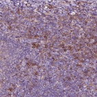 Anti-SEMA4A Antibody