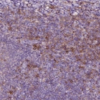 Anti-SEMA4A Antibody