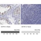 Anti-CETN1 Antibody
