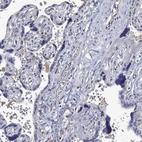 Immunohistochemical staining of human placenta shows low expression as expected.