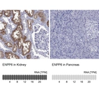 Anti-ENPP6 Antibody