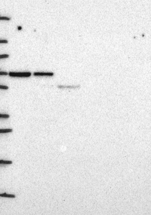 Anti-SYNCRIP Antibody