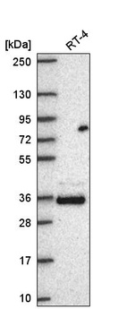 Anti-FAM110A Antibody