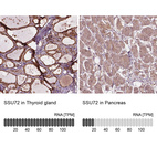 Anti-SSU72 Antibody