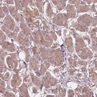Immunohistochemical staining of human pancreas shows low expression as expected.