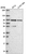 Anti-PIK3R2 Antibody