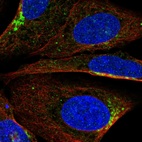 Immunofluorescent staining of human cell line U-2 OS shows localization to the Golgi apparatus.