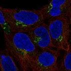 Anti-C4orf32 Antibody