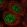 Anti-DCLRE1C Antibody