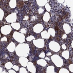 Immunohistochemical staining of human bone marrow shows high expression.