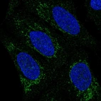 Immunofluorescent staining of human cell line U-2 OS shows localization to mitochondria.