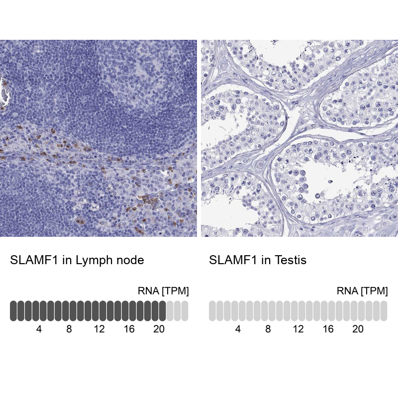Anti-SLAMF1 Antibody
