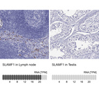 Anti-SLAMF1 Antibody