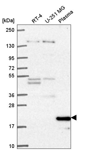 Anti-CCNC Antibody