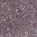 Anti-LUC7L Antibody