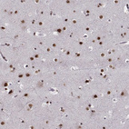 Anti-LUC7L Antibody