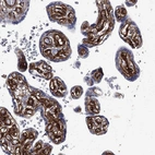 Anti-COL4A2 Antibody