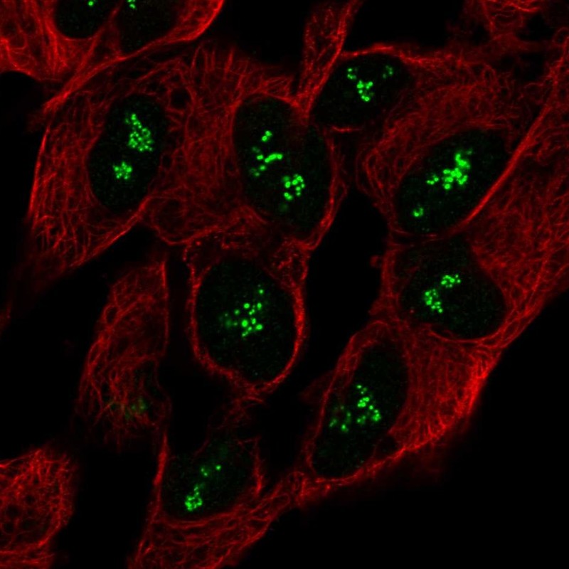 Anti-CNTNAP5 Antibody