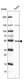 Anti-LRR1 Antibody