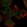 Anti-LRR1 Antibody