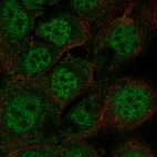 Anti-FOXP3 Antibody