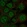 Anti-FOXP3 Antibody