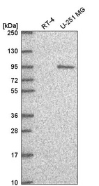 Anti-GTF3C4 Antibody