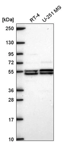 Anti-DAGLB Antibody