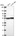 Anti-DAGLB Antibody