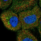 Immunofluorescent staining of human cell line HaCaT shows localization to plasma membrane.