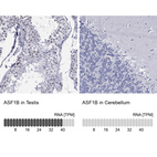 Anti-ASF1B Antibody