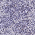 Anti-HTR3A Antibody