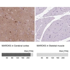 Anti-MARCKS Antibody