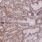 Immunohistochemical staining of human stomach shows moderate nuclear positivity in glandular cells.