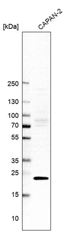 Western blot analysis in human cell line CAPAN-2.