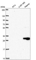 Anti-CD27 Antibody