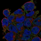 Immunofluorescent staining of human cell line JURKAT shows localization to vesicles.