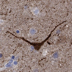 Anti-NOS1 Antibody