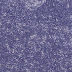Immunohistochemical staining of human lymph node shows no positivity in non-germinal center cells as expected.