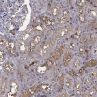 Anti-EFNA1 Antibody